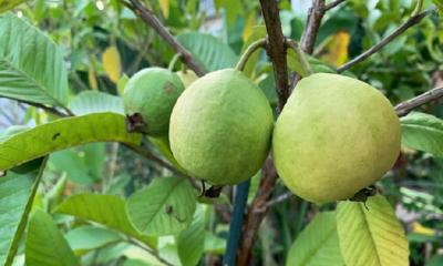 সুনামগঞ্জের ঘটনায় কঠোর ব্যবস্থা গ্রহণের নির্দেশ প্রধানমন্ত্রীর